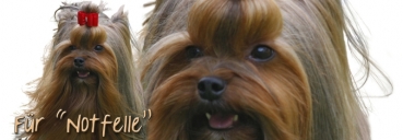 Spardose Yorkshire Terrier #2